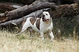 BOULEDOGUE AMERICAIN 074